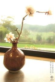 Copyright: Blossoms in Vase, SteveNakatani