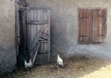 Zonder extra kwaliteitsdimensie zijn de eieren van batterijkippen gelijk aan die van vrij rondlopende kippen.