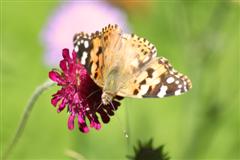 Copyright: Ineke Reuling