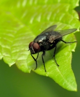 Ã‚Â© (Creative Commons) Katja Schulz: Blow Fly (Protophormia terraenovae)